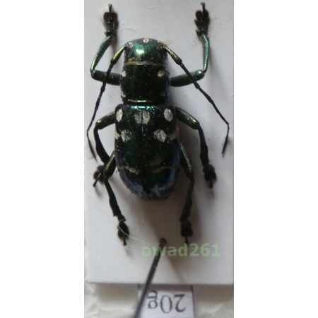 Aprophata eximia (Newman, 1842) Philippines20g